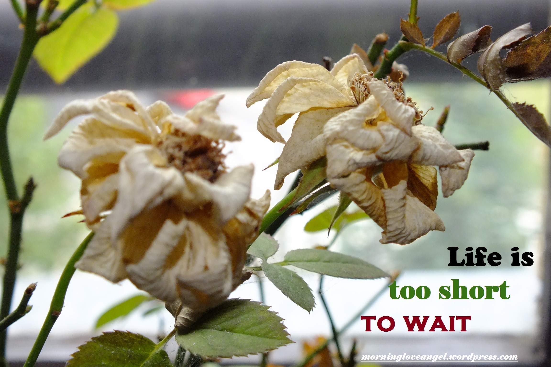 Life is TOO SHORT TO WAIT